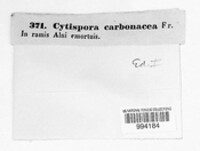 Cytospora carbonacea image